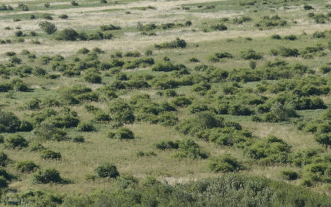 Surface cultivée mise en jachère en Croatie.  Illustration : Staffan Widstrand, Rewilding Europe