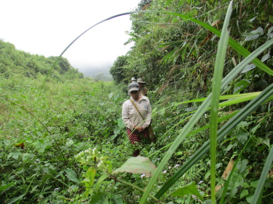 LAOS, Prang, Jachère