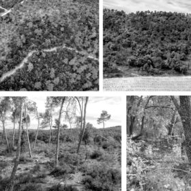 Images of Senan forest plots showing a range of conditions and management histories, photos by Adrià Nebot © Chair of Being Alive, ETH Zurich