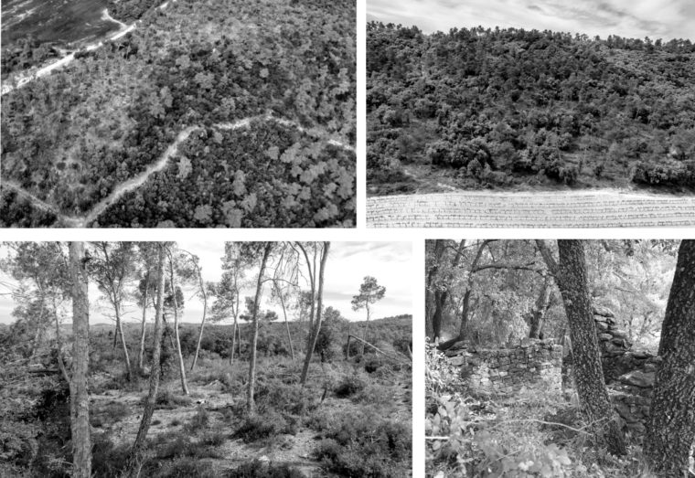 Images of Senan forest plots showing a range of conditions and management histories, photos by Adrià Nebot © Chair of Being Alive, ETH Zurich