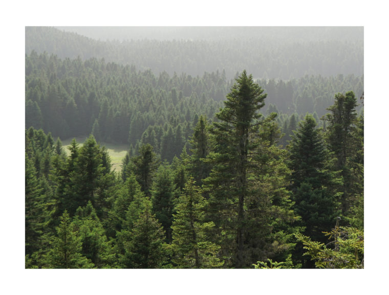 Grazing Meadow © Metaxia Markaki, ETH Zurich