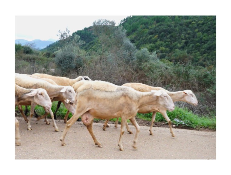 Moving livestock © Metaxia Markaki, ETH Zurich