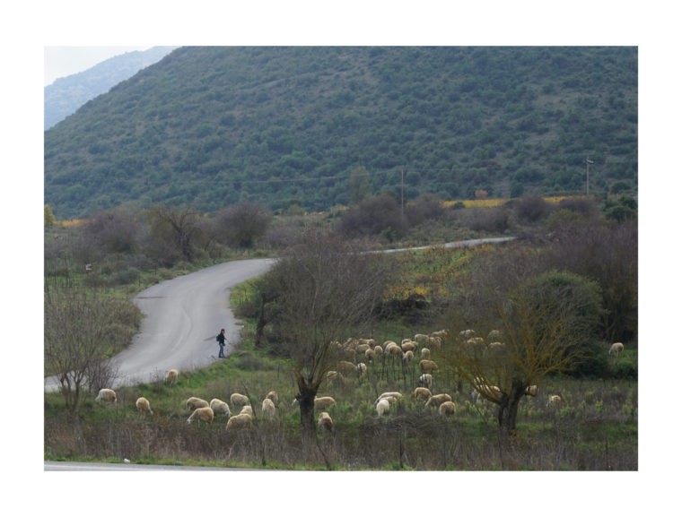 Grazing highway © Metaxia Markaki, ETH Zurich