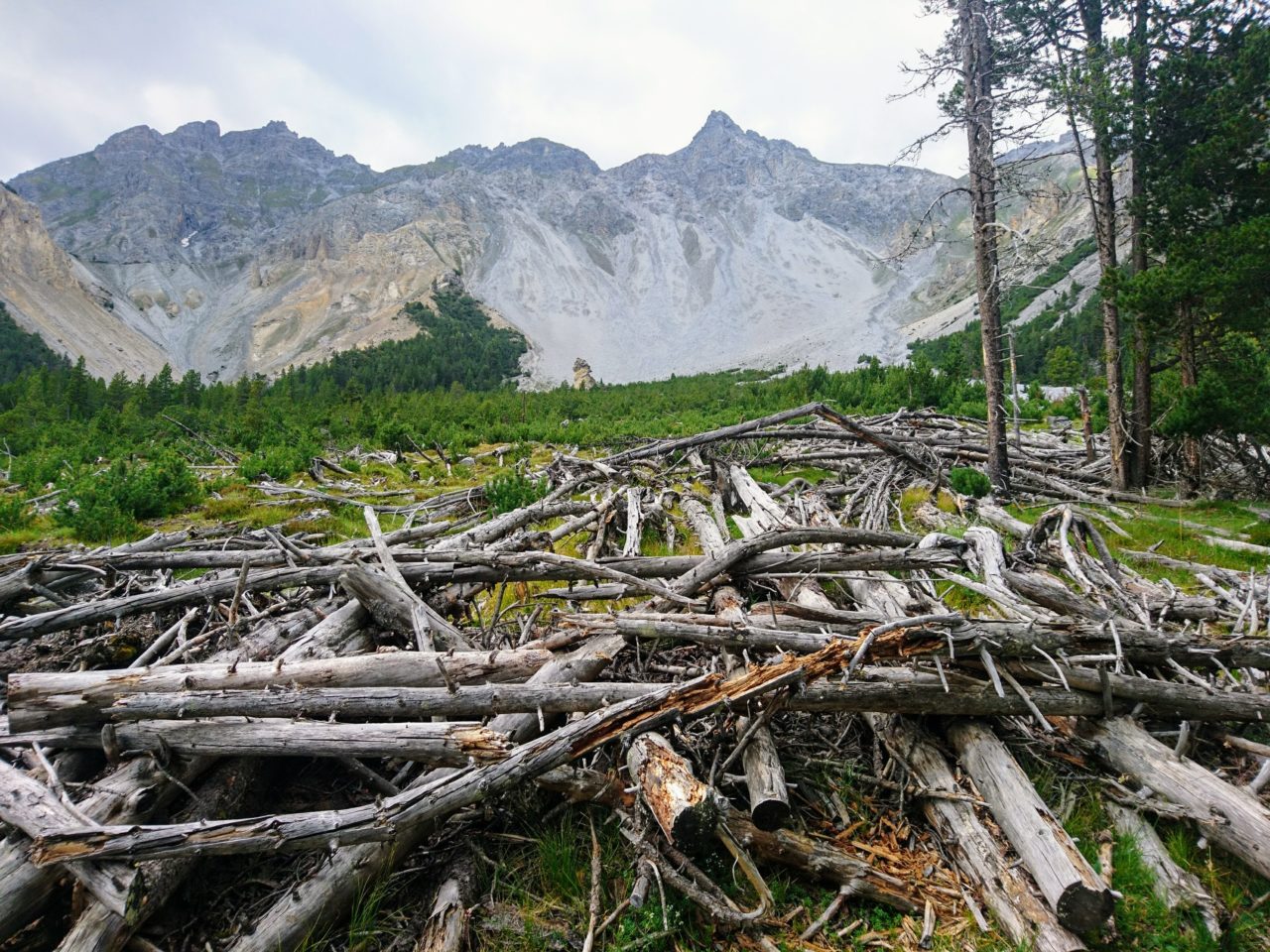 Dead wood after a disturbance in the Swiss National Park © Ana Stritih, ETH Zürich