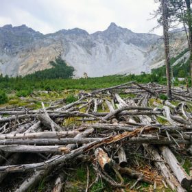 Dead wood after a disturbance in the Swiss National Park © Ana Stritih, ETH Zürich