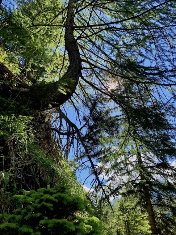 Deformed (S-shaped) larch trunk, vallon de la Liène © Nicole de Lalouvière, ETH Zürich