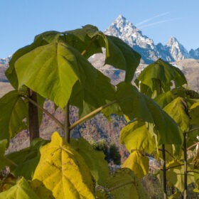 Resilience in a contemporary understanding is about adaptive, innovative and transformative capacities. The designerly component of deliberate transformation, here in a mountain real-world SES context, entails prototyping new types of economic land use. The photo shows Paulownia trees on 1500m asl, one of the fastest growing tree species with a type of wood that due to is light weight yet high e-module (flexibility) is of high economic interest for various composite material uses, i.e. together with hemp fibers. Paulownia and hemp can be part of a climate adaptive, innovative and thus resilient future mountain economy. © Tobias Luthe / MonViso Institute