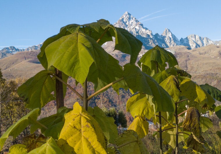 Resilience in a contemporary understanding is about adaptive, innovative and transformative capacities. The designerly component of deliberate transformation, here in a mountain real-world SES context, entails prototyping new types of economic land use. The photo shows Paulownia trees on 1500m asl, one of the fastest growing tree species with a type of wood that due to is light weight yet high e-module (flexibility) is of high economic interest for various composite material uses, i.e. together with hemp fibers. Paulownia and hemp can be part of a climate adaptive, innovative and thus resilient future mountain economy. © Tobias Luthe / MonViso Institute