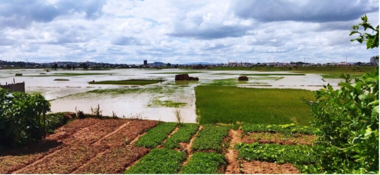 Rice sectors in peri-urban Antananarivo act as an essential flood regulation area © Narinjanahary Andriamannanjatovo, ETH Zürich