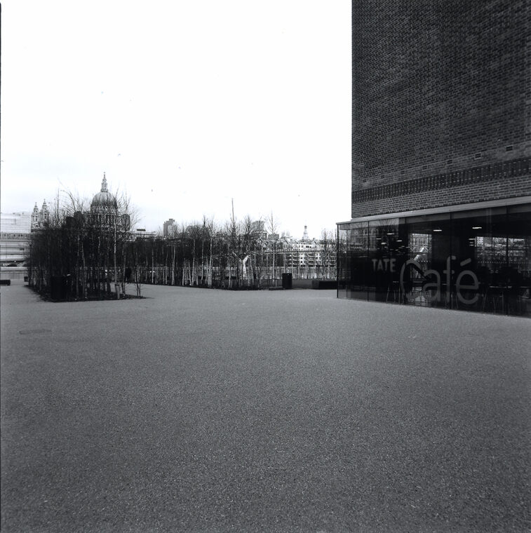 Das Birkenwäldchen vor der Tate Modern (Bild: Christian Vogt)