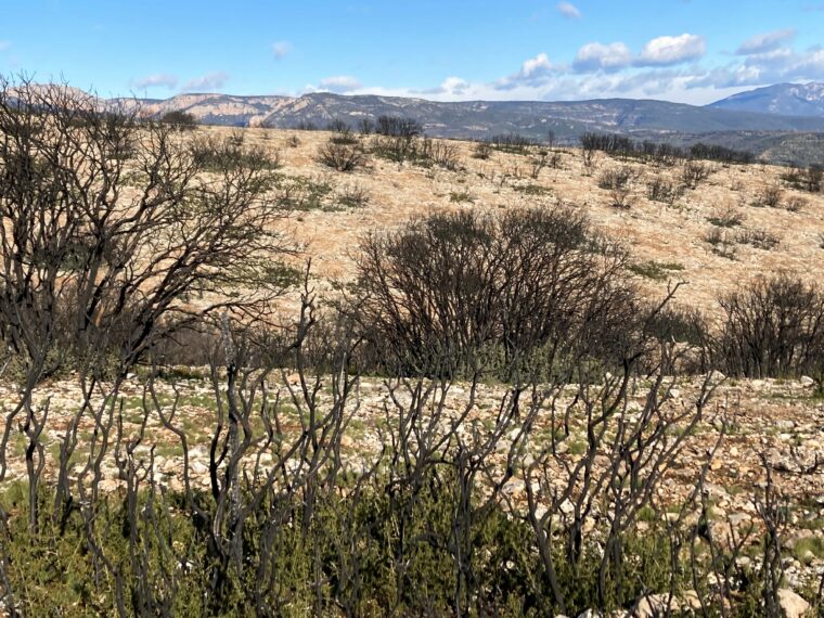 Baldomar, Spain: Burned Oak Trees after the Fire, Chair of Being Alive, 2022