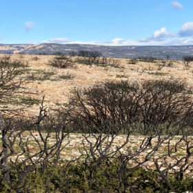 Baldomar, Spagna: Alberi di quercia bruciati dopo l'incendio, Chair of Being Alive, 2022