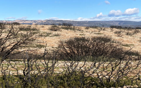 Baldomar, Spain: Burned Oak Trees after the Fire, Chair of Being Alive, 2022