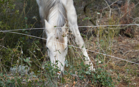 Senan, Spain: Grazing horses in the forest, Chair of Being Alive, 2023