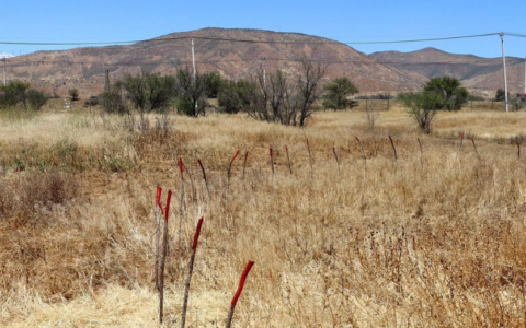 Til-Til, Chile: Marking of Roots Space around the Trees, Chair of Being Alive, 2023