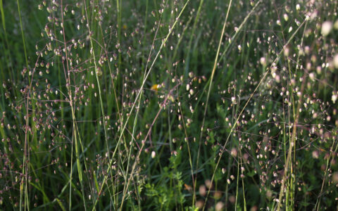 Zürich, Switzerland: Briza media in the Grassland Vegetation, Chair of Being Alive, 2023