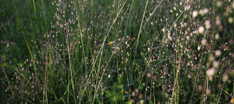 Zürich, Schweiz: Briza-Medien in der Graslandvegetation, Professur Being Alive, 2023