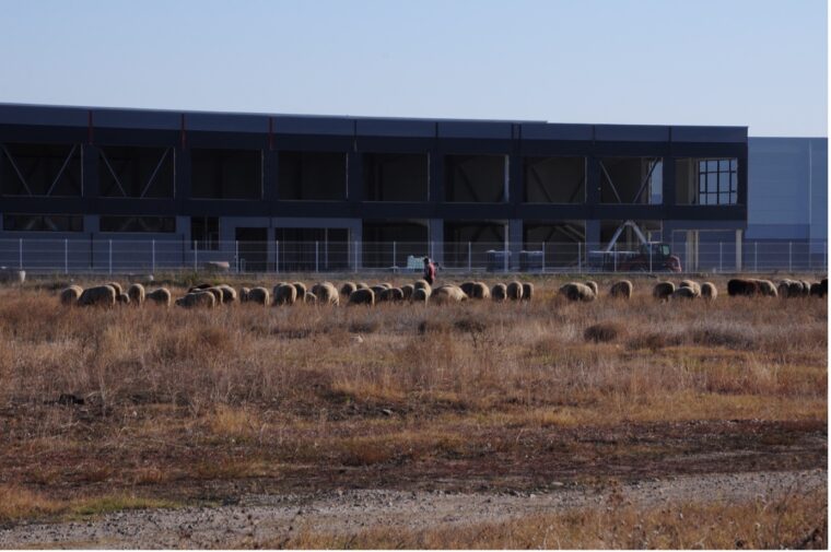 Sheep herd in front of a factory building. The construction site of the bicycle factory Lider in Kuklen Industrial Park 2022, Photo: Niels Morsten