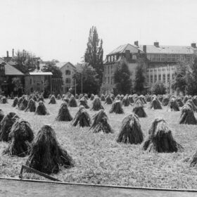 Rämistrasse 1942. Sportwiese während 'Anbauschlacht'. Foto: Gallas Wilhelm. Nachweis: Baugeschichtliches Archiv (BAZ_107103.tiff). Lizenz: Public Domain Mark
