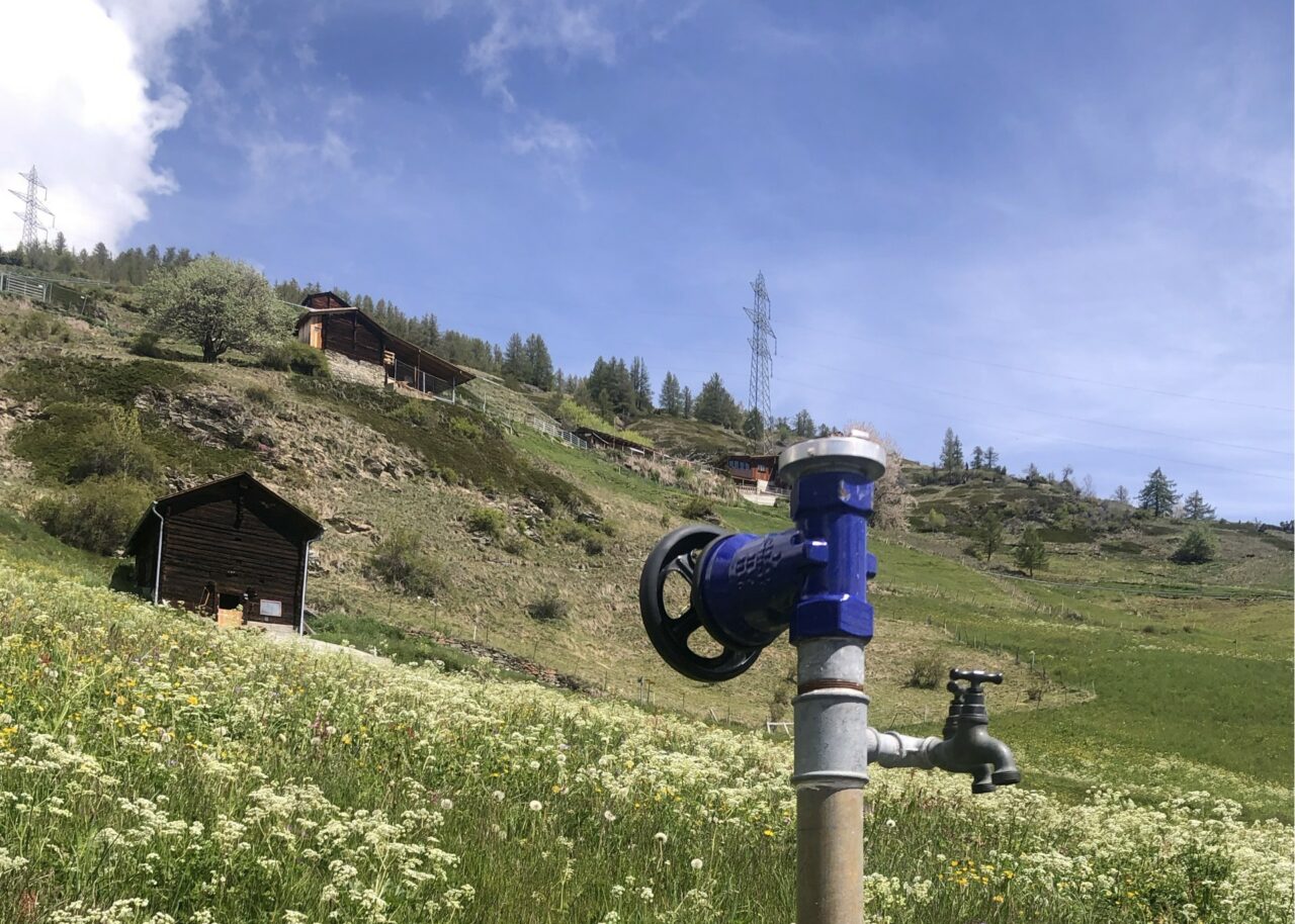 Sprinkler head and flowering hay meadow in Törbel, May 2025. © ETH Zürich, Nicole de Lalouvière